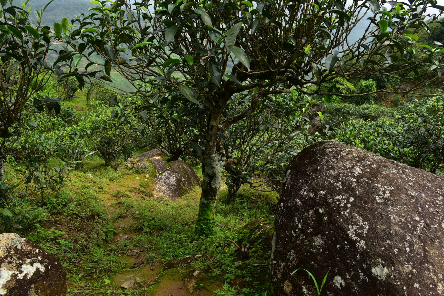 2023年邦東古樹春茶特點是什么？