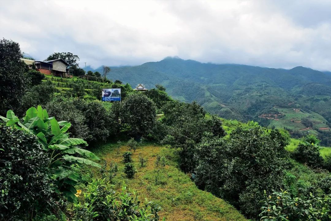 2023年邦東古樹春茶多少一公斤？