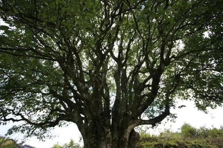 2023年香竹箐古樹春茶品質(zhì)怎么樣？