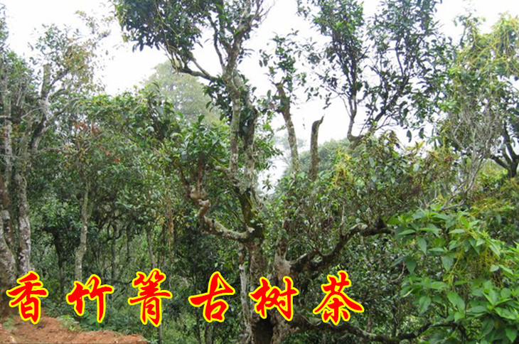 2023年香竹箐古樹春茶價格是多少？