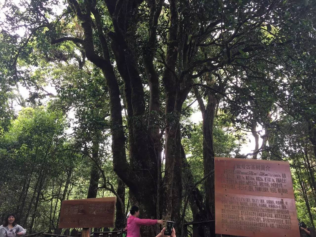 2023年大雪山古樹春茶品質(zhì)怎么樣？