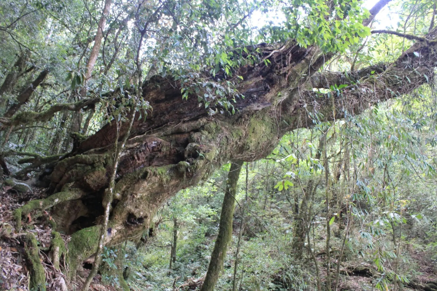 2023年大雪山古樹春茶口感怎么樣？