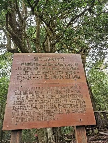 2023年大雪山古樹春茶特點是什么？