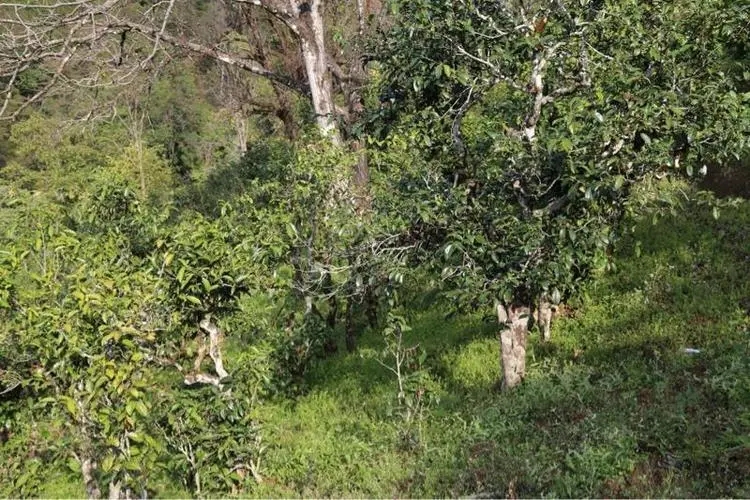 2023年大雪山古樹春茶價格是多少？