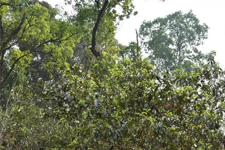 2023年大雪山古樹春茶多少錢一公斤？