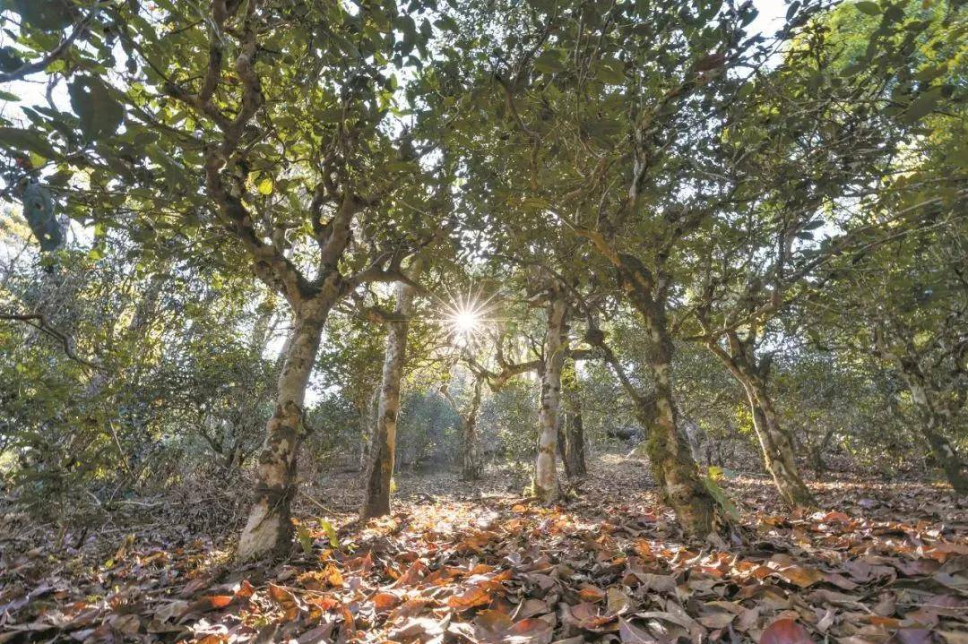 2023年忙肺古樹春茶特點是什么？