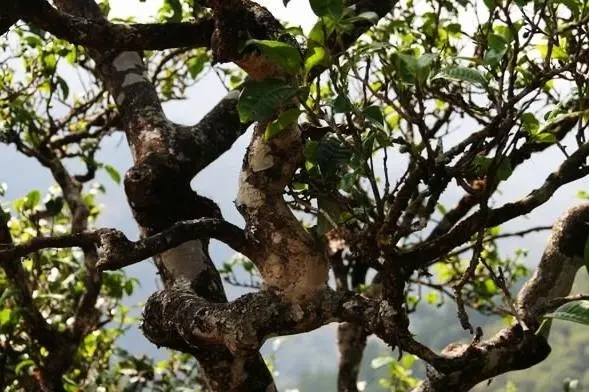 2023年忙肺古樹春茶價格是多少？