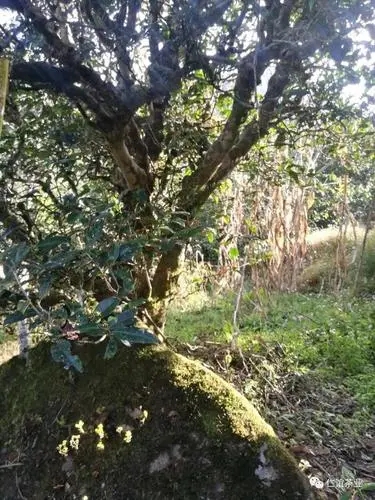 2023年那罕古樹春茶口感怎么樣？