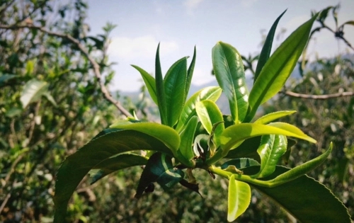 2023年小戶賽古樹(shù)春茶品質(zhì)怎么樣？