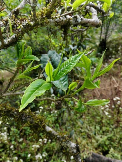2023年小戶賽古樹(shù)春茶特點(diǎn)是什么?
