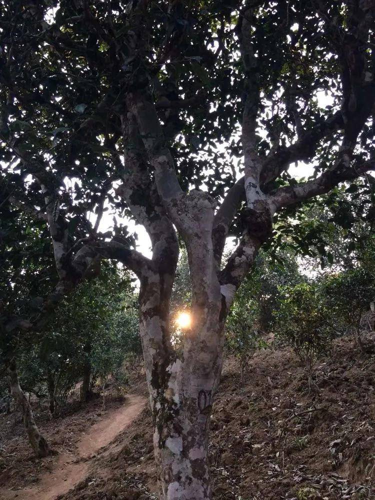 2023年小戶賽古樹(shù)春茶口感如何？