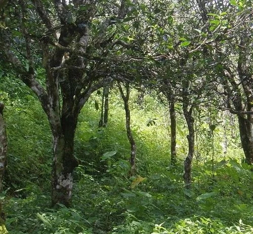 2023年小戶賽古樹(shù)春茶價(jià)格多少？