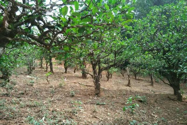 2023年小戶賽古樹(shù)春茶多少一公斤？