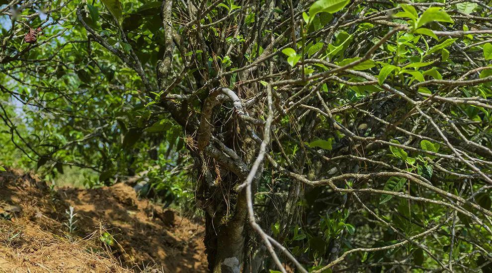 2023年正氣塘古樹(shù)春茶特點(diǎn)是什么？