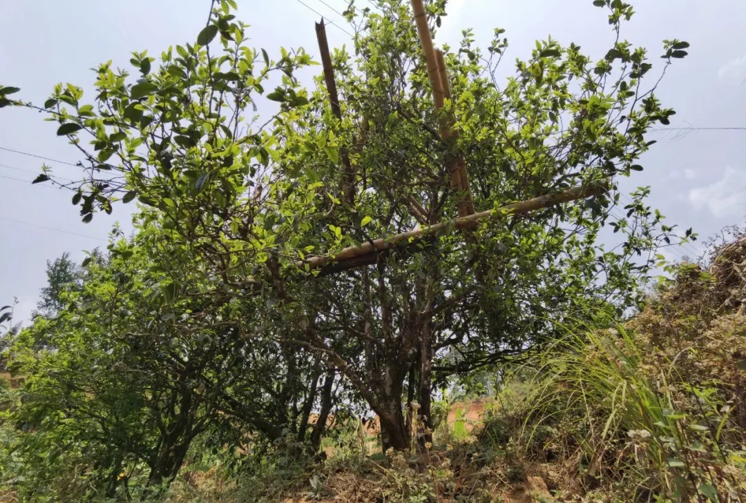 2023年正氣塘古樹(shù)春茶價(jià)格是多少?