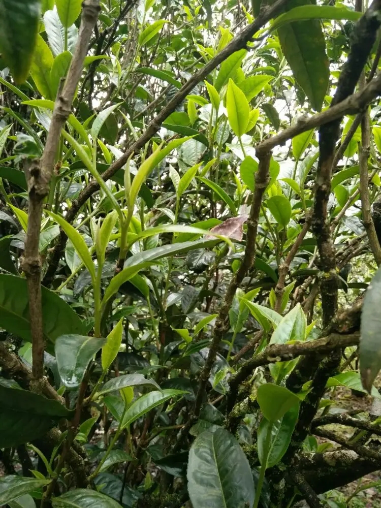 2023年壩糯古樹(shù)春茶口感怎么樣？