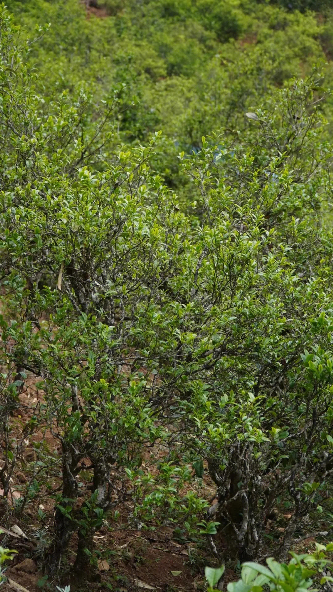 2023年壩糯古樹(shù)春茶特點(diǎn)是什么？