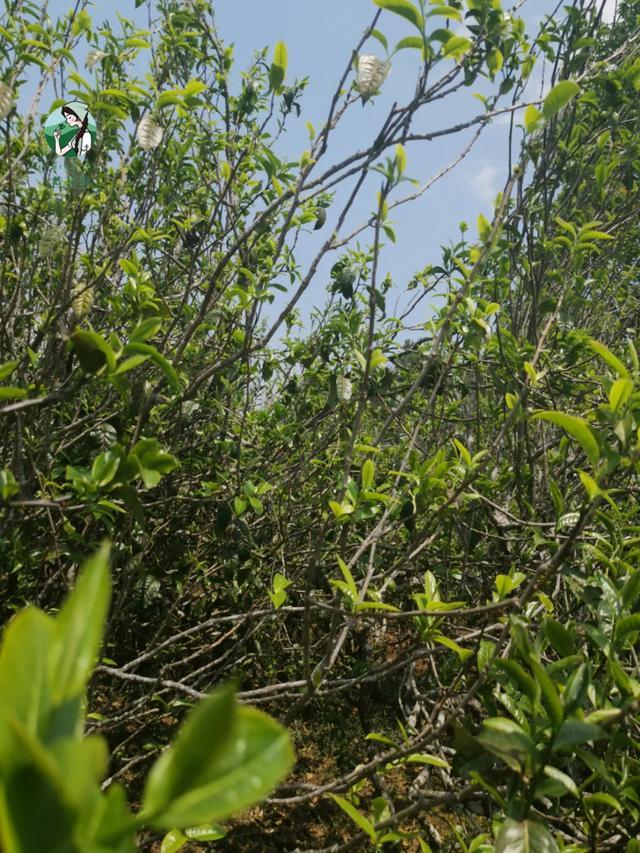 2023年壩糯古樹(shù)春茶價(jià)格是多少？