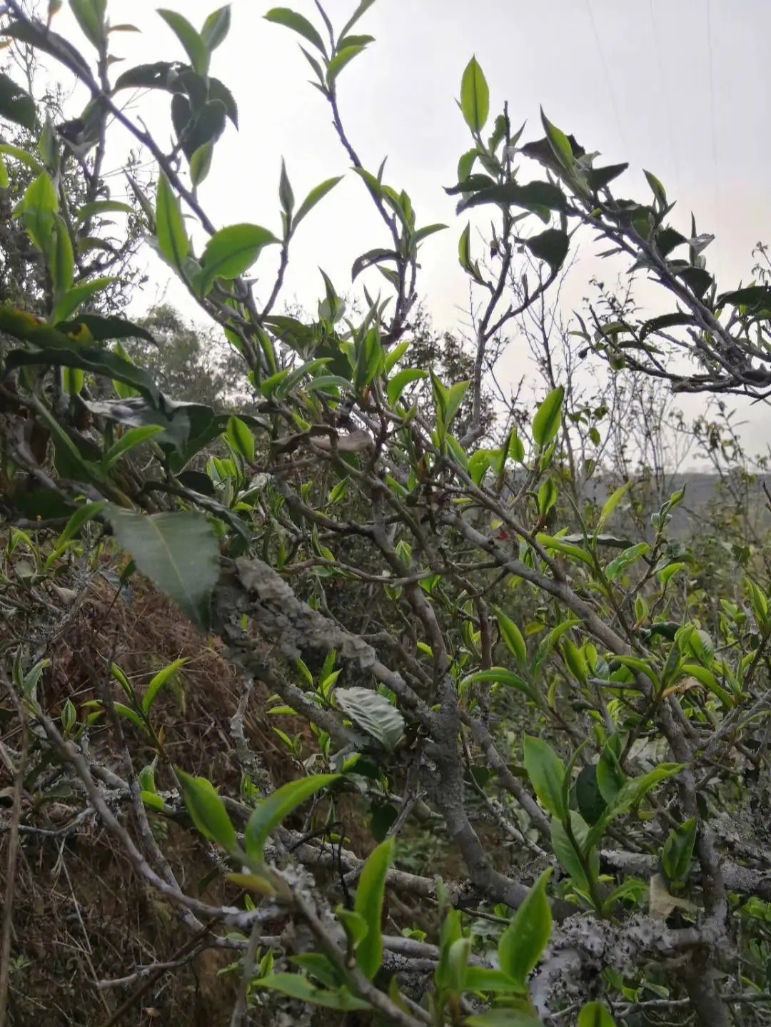 2023年壩糯古樹(shù)春茶多少一公斤？