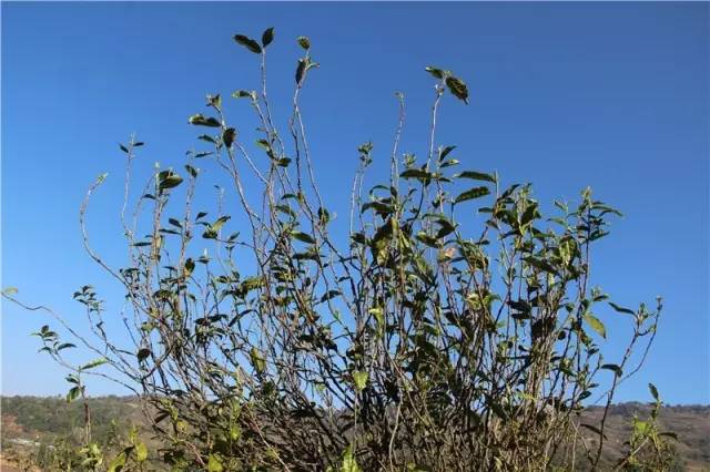 2023年那蕉古樹(shù)春茶品質(zhì)如何？