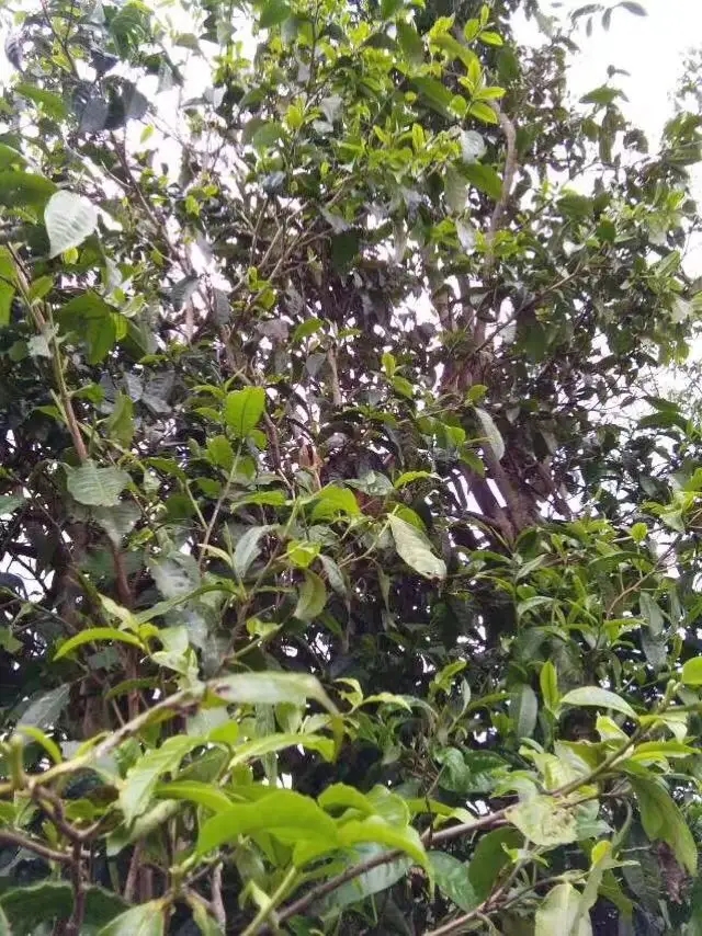 2023年那蕉古樹(shù)春茶口感怎么樣？