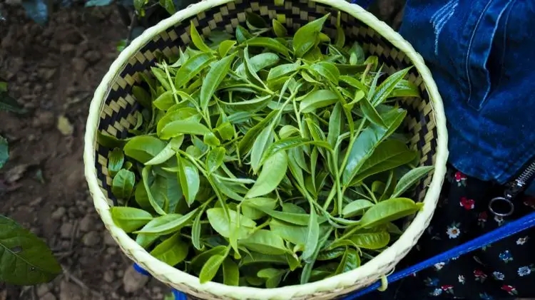 2023年那蕉古樹(shù)春茶特點(diǎn)是什么？