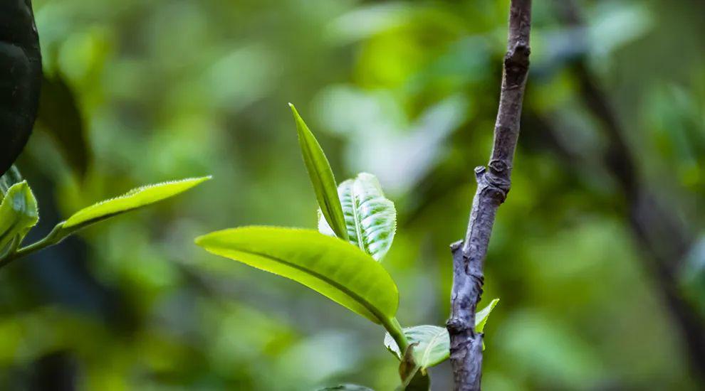 2023年那蕉古樹(shù)春茶價(jià)格是多少?