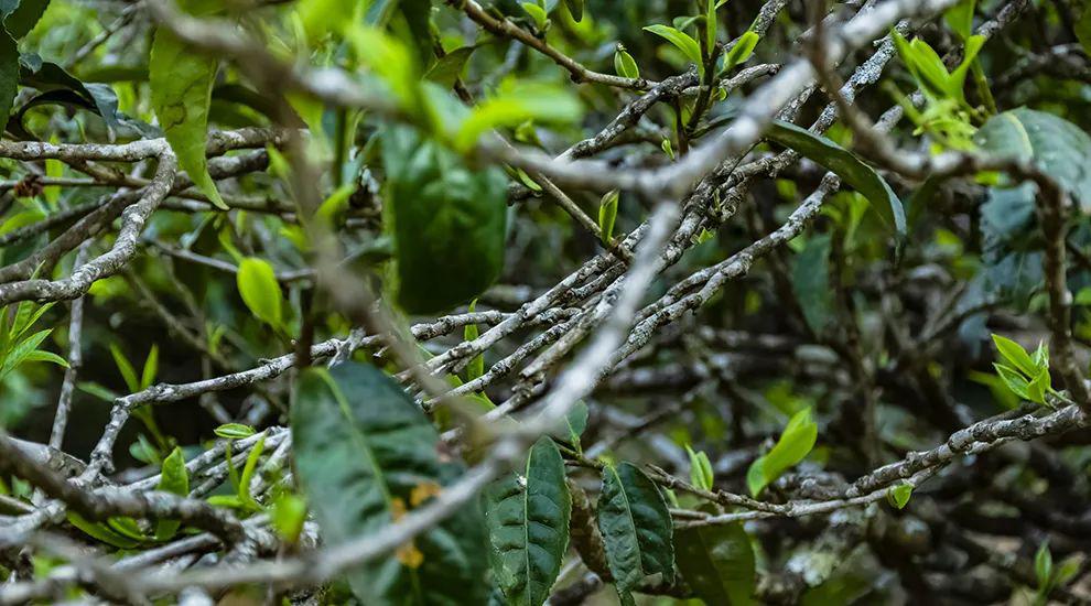 2023年那蕉古樹(shù)春茶多少一公斤？