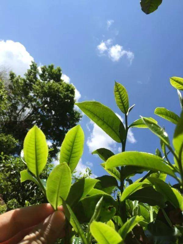 2023年南迫古樹春茶價格是多少？