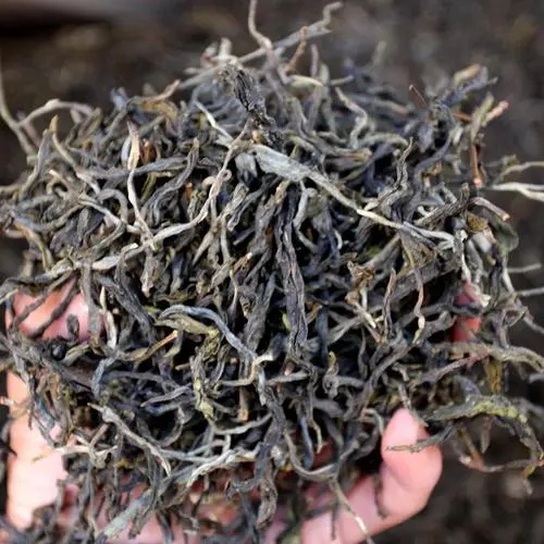 2023年地界古樹春茶品質(zhì)如何？