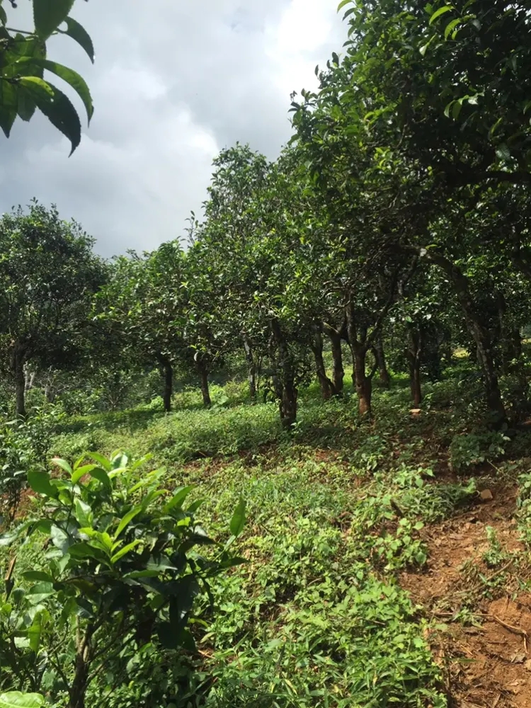 2023年地界古樹春茶特點是什么？