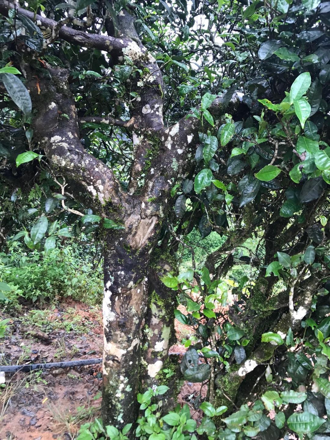 2023年地界古樹春茶價格是多少？