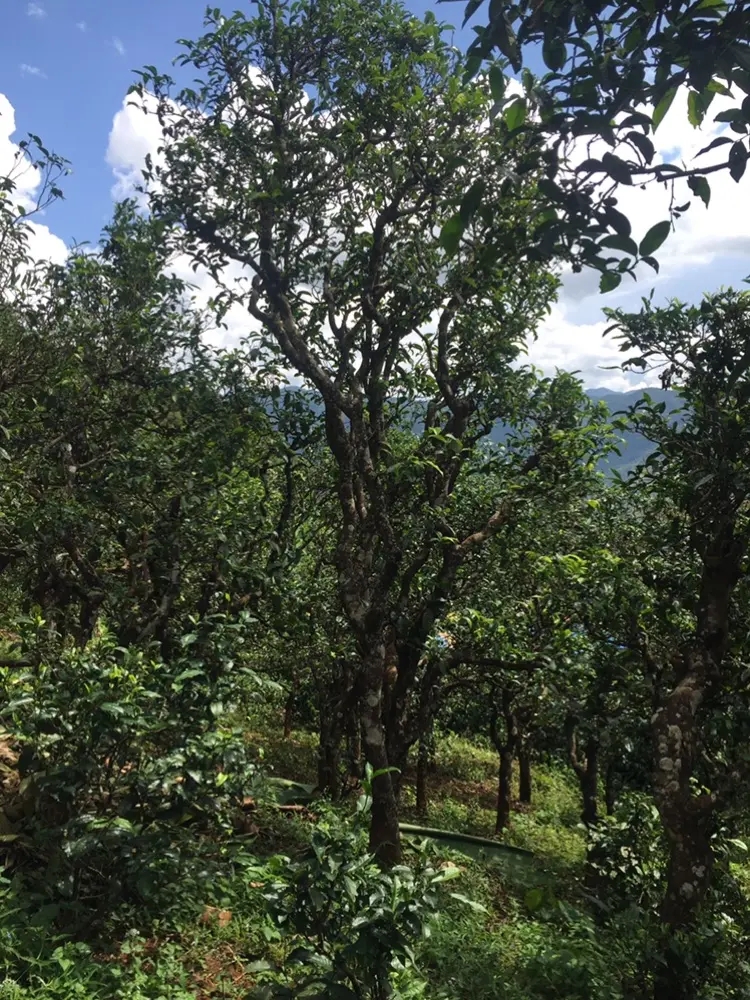 2023年地界古樹春茶多少錢一公斤？