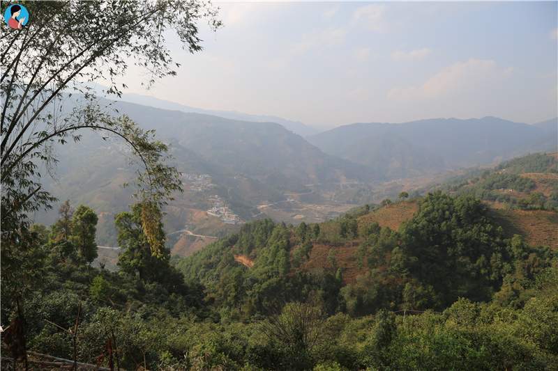 2023年壩歪古樹春茶品質(zhì)如何？