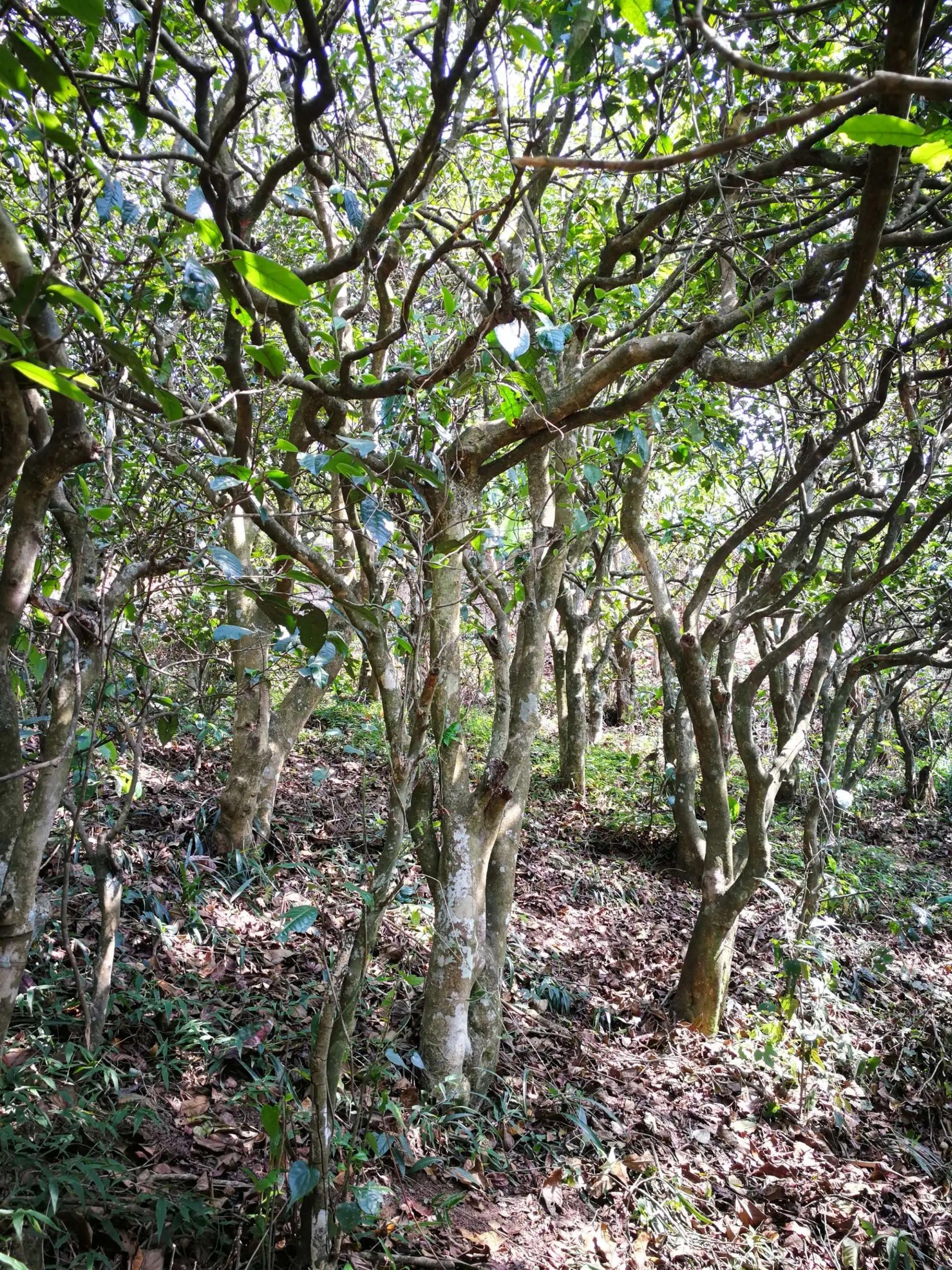 2023年糯伍古樹春茶多少一公斤？