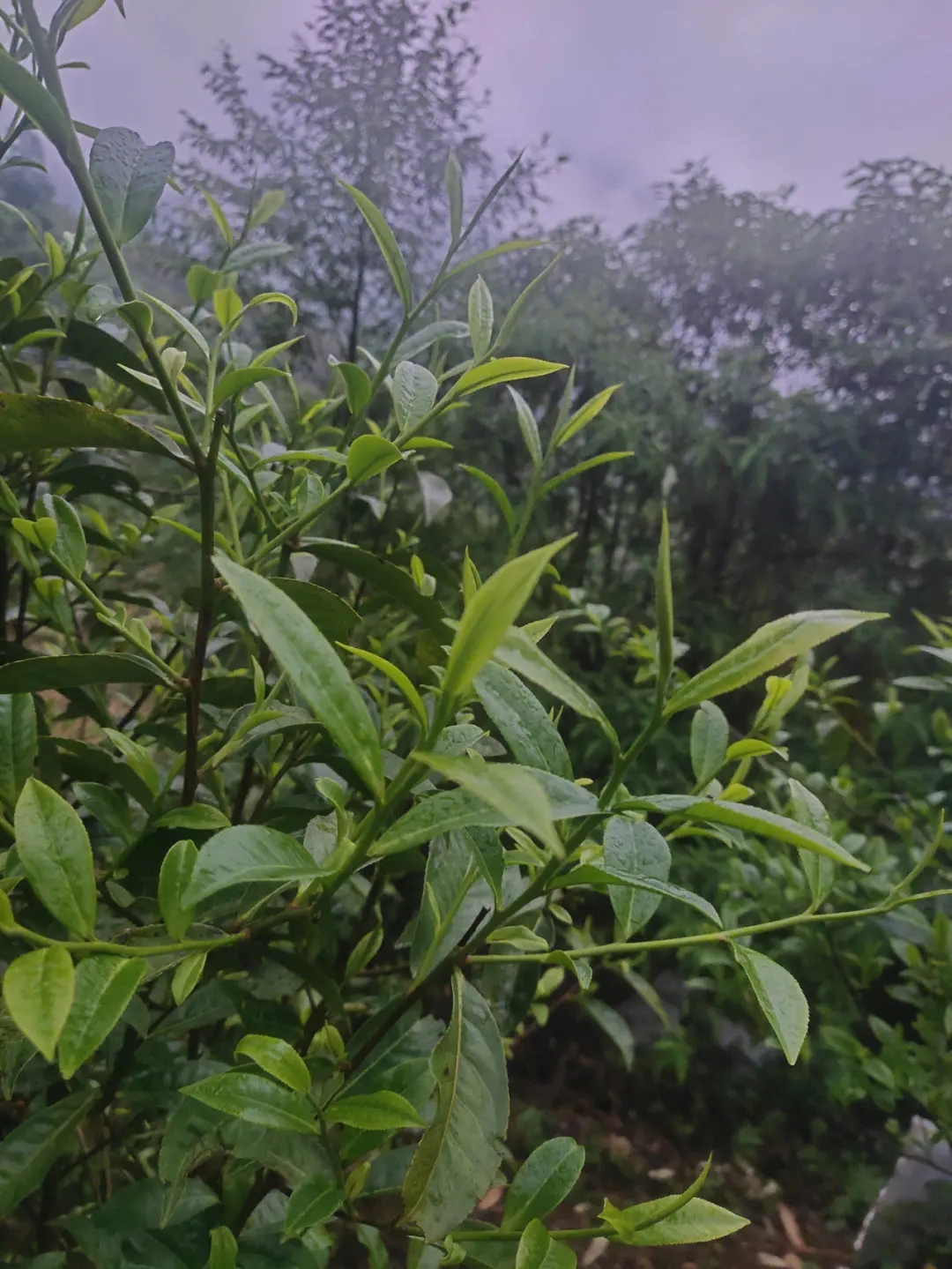 2023年薄荷塘古樹春茶特點？