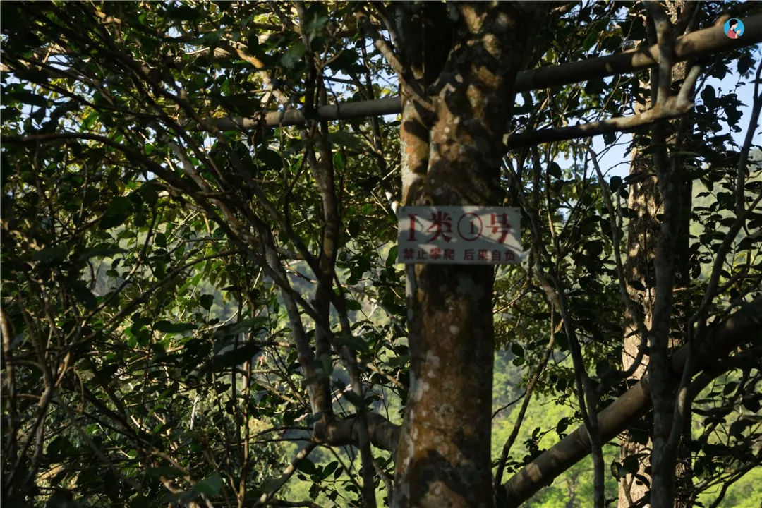 2023年薄荷塘古樹春茶價格是多少？