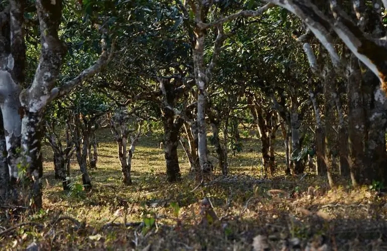 2023年彎弓古樹春茶特點(diǎn)是什么？