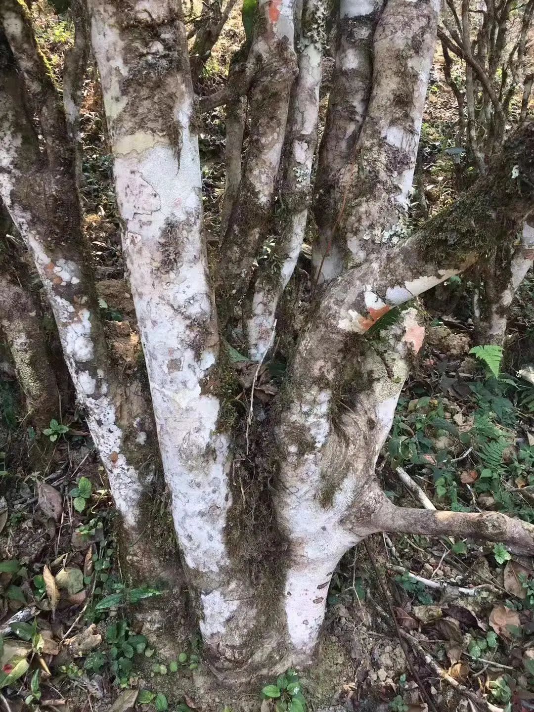 2023年彎弓古樹春茶口感如何？