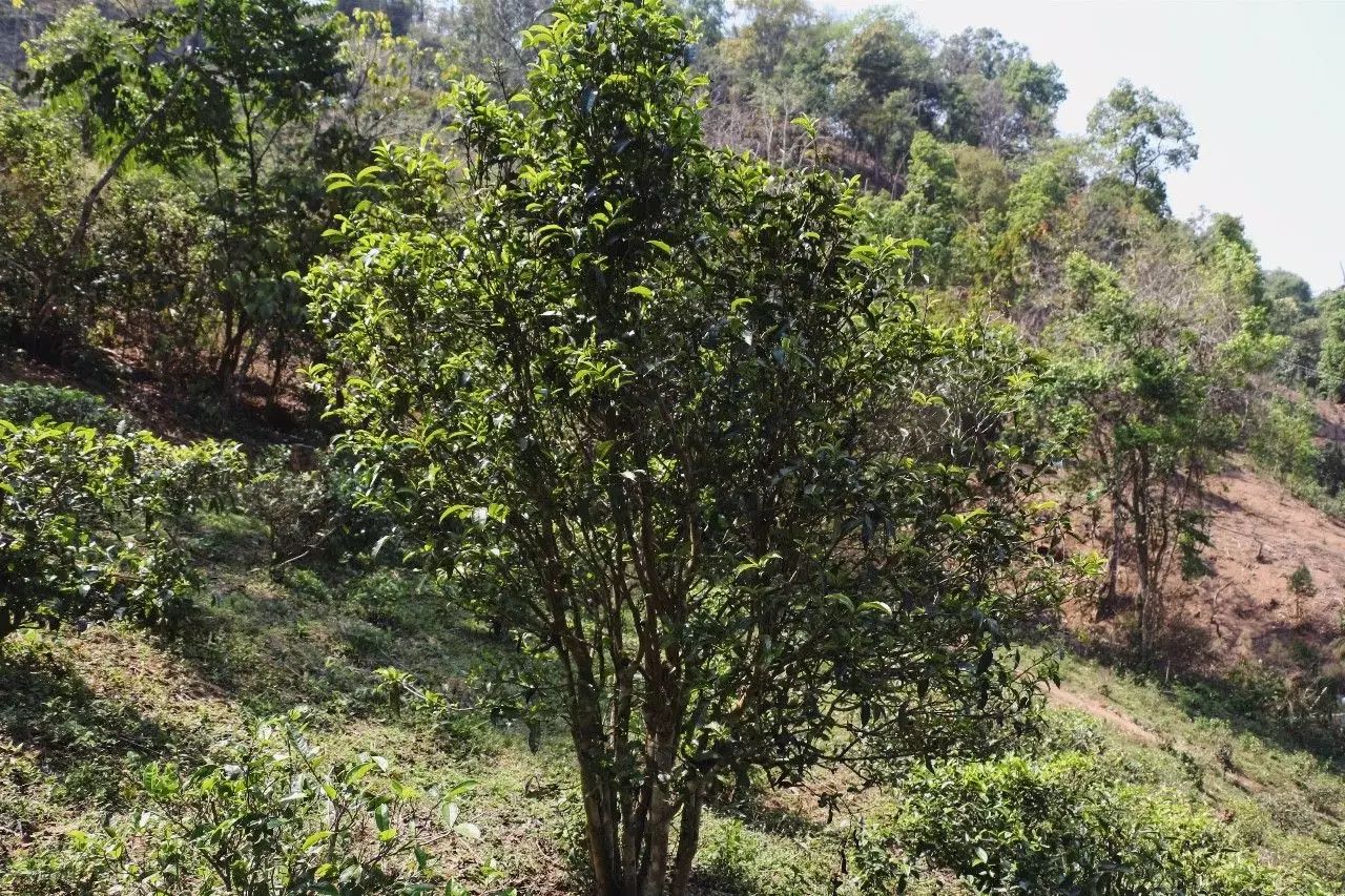 2023年彎弓古樹春茶價(jià)格是多少？