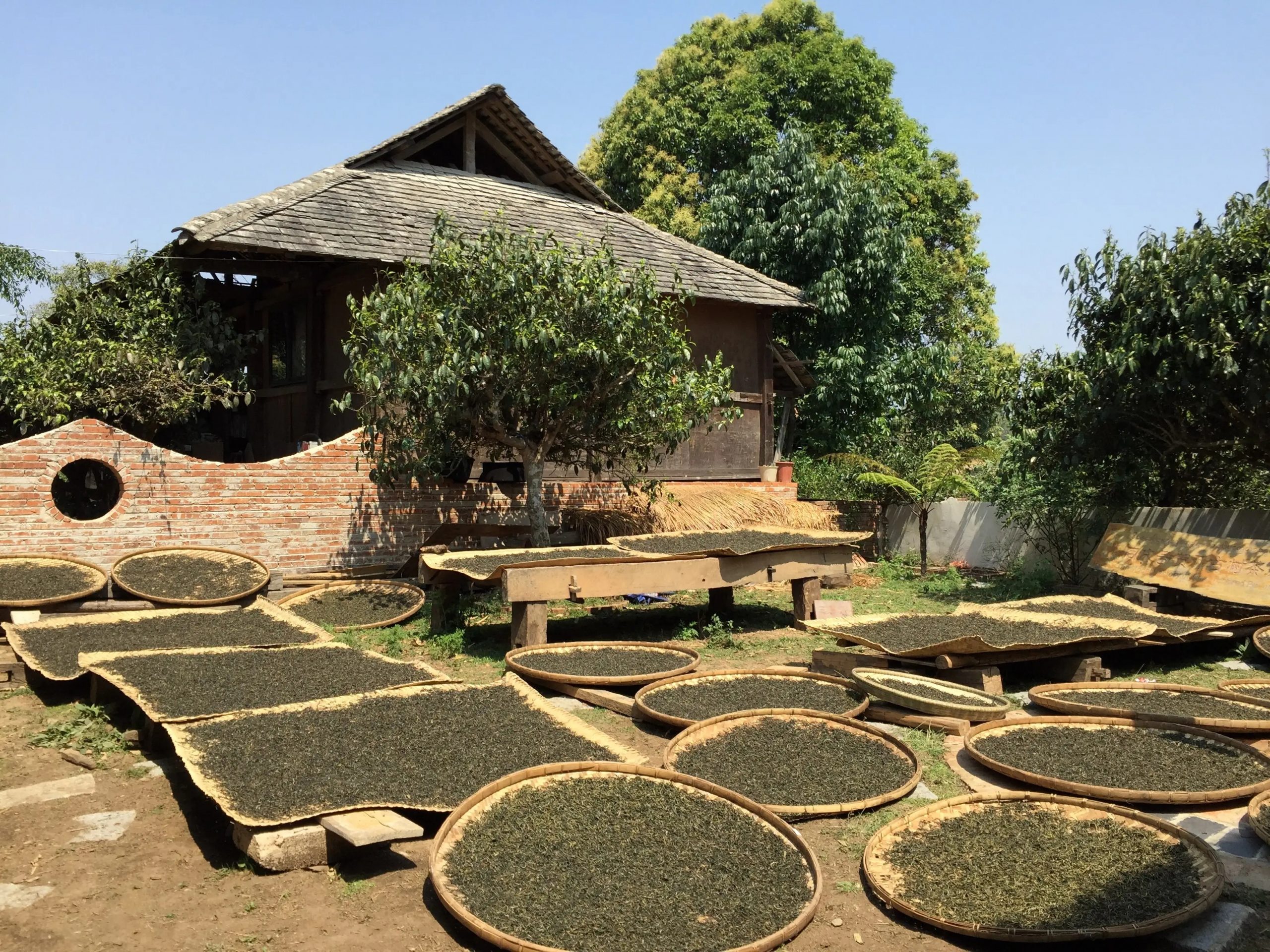 2023年彎弓古樹春茶多少一公斤？