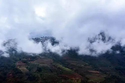 2023年勐庫大忠山古樹春茶口感如何？