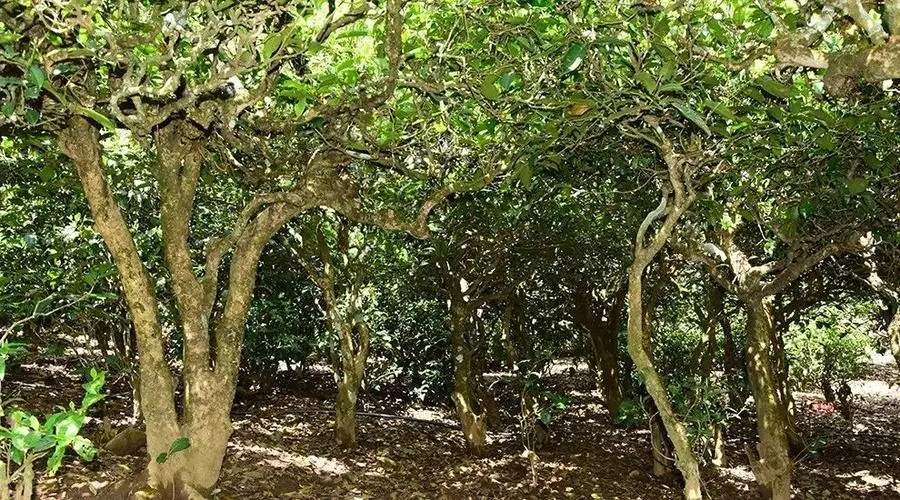 2023年勐庫大忠山古樹春茶多少錢一公斤？