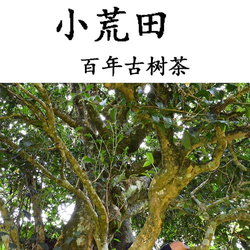 2023年勐庫小荒田古樹春茶特點(diǎn)？
