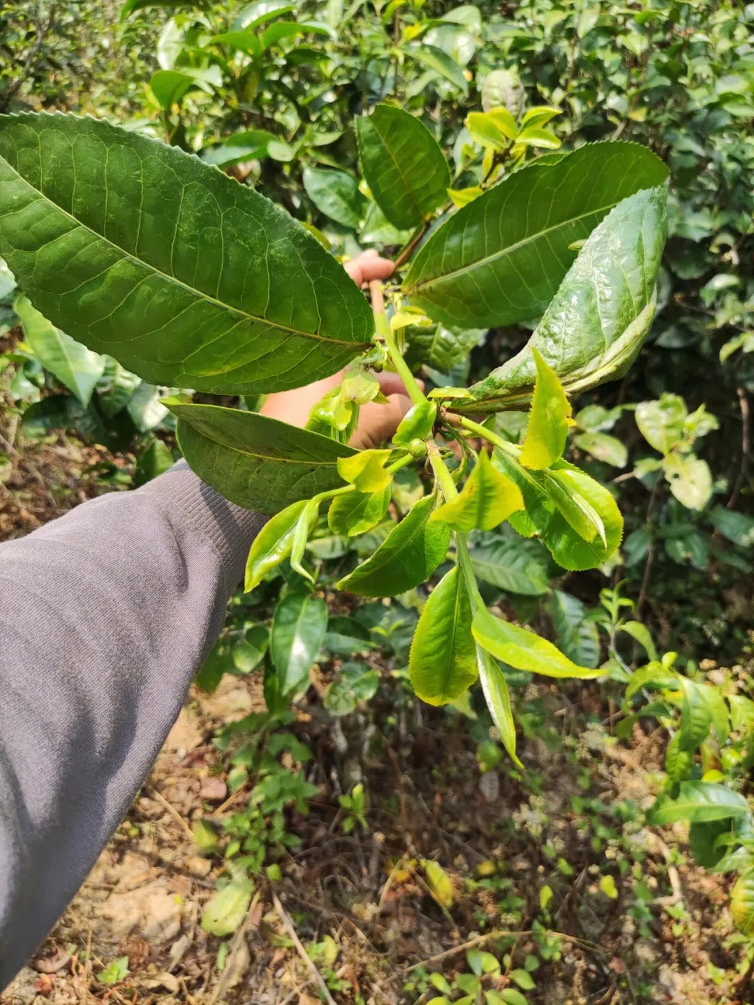 2023年勐庫小荒田古樹春茶品質(zhì)如何？