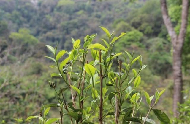 2023年勐庫那蕉古樹春茶品質(zhì)如何？