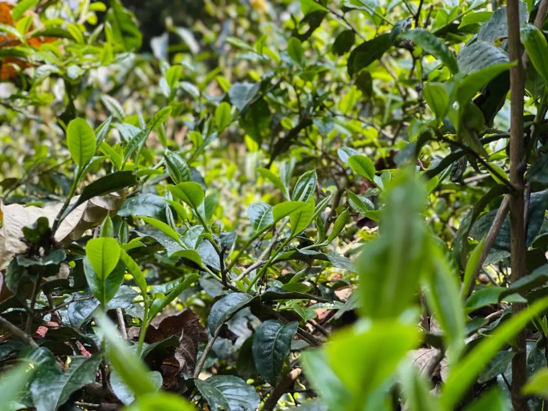 2023年勐庫那蕉古樹春茶多少一公斤？