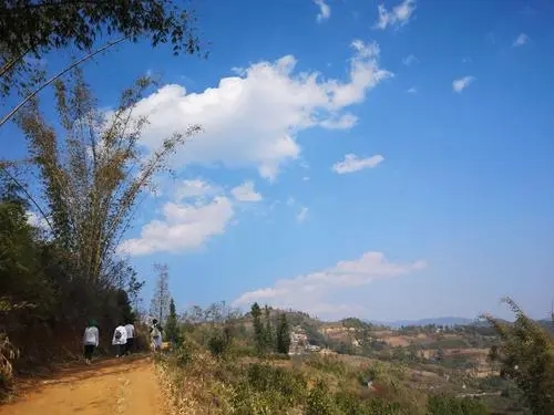 2023年勐庫豆腐寨古樹春茶特點(diǎn)是什么？