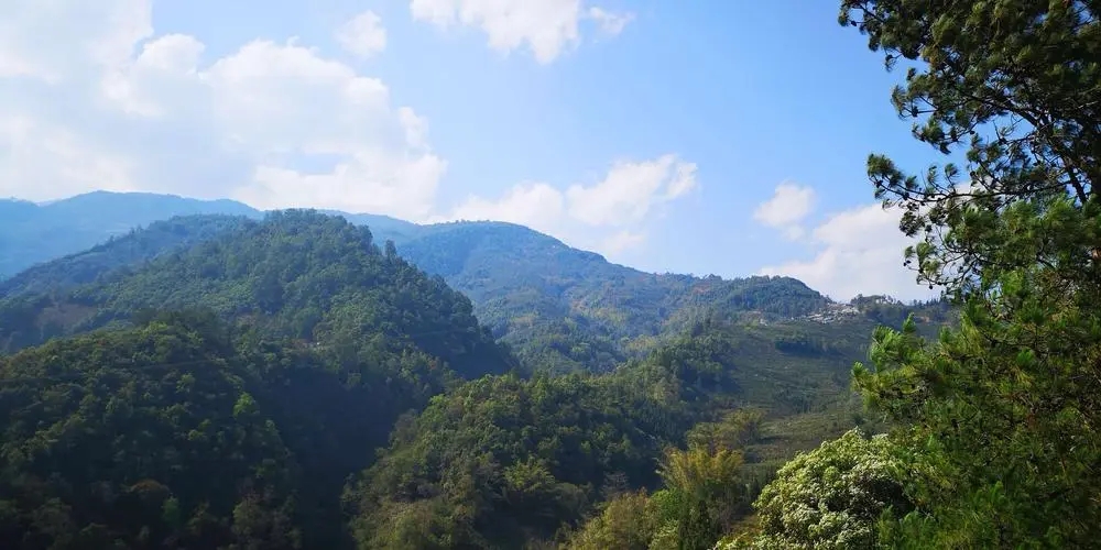 2023年勐庫豆腐寨古樹春茶品質(zhì)如何？