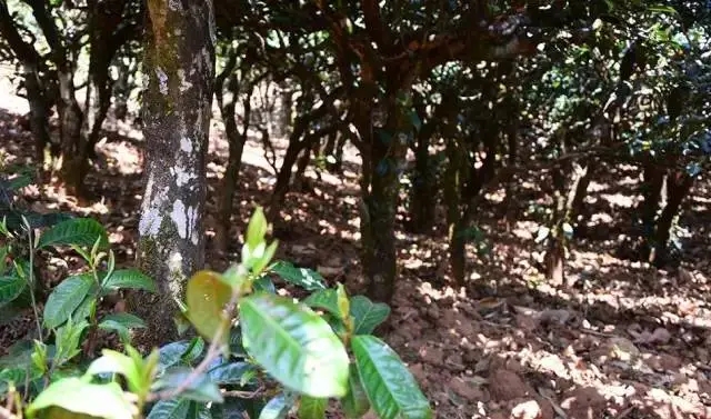 2023年勐庫豆腐寨古樹春茶價(jià)格是多少？